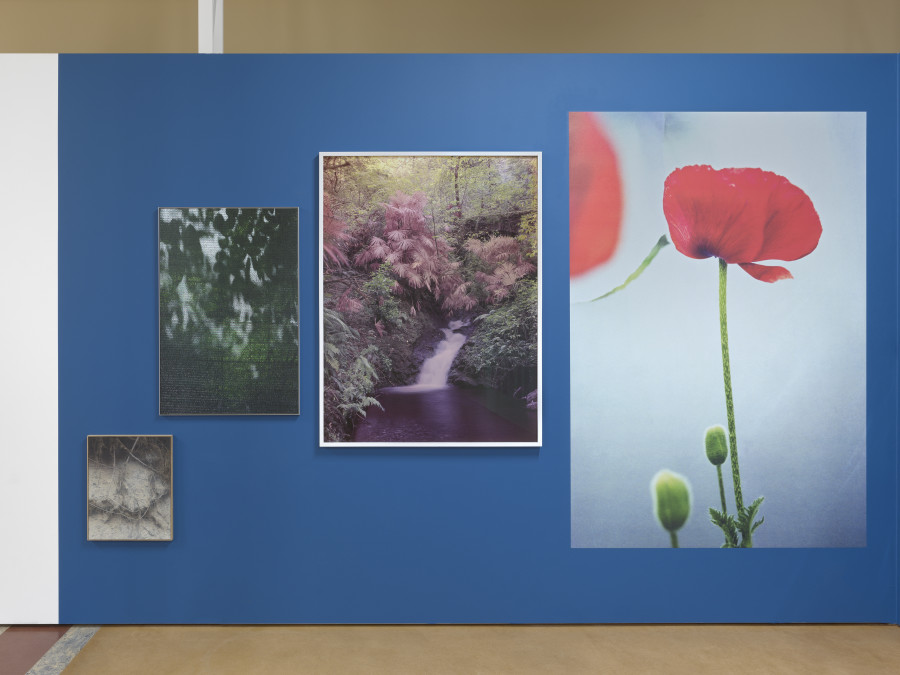 Installation view, Bruissements végétaux, Centre de la photographie Genève, 2025. Photo credit: Annnik Wetter