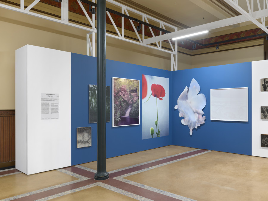 Installation view, Bruissements végétaux, Centre de la photographie Genève, 2025. Photo credit: Annnik Wetter