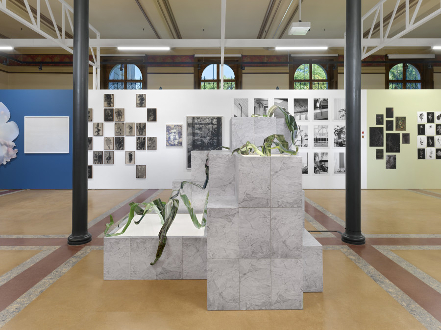 Installation view, Bruissements végétaux, Centre de la photographie Genève, 2025. Photo credit: Annnik Wetter