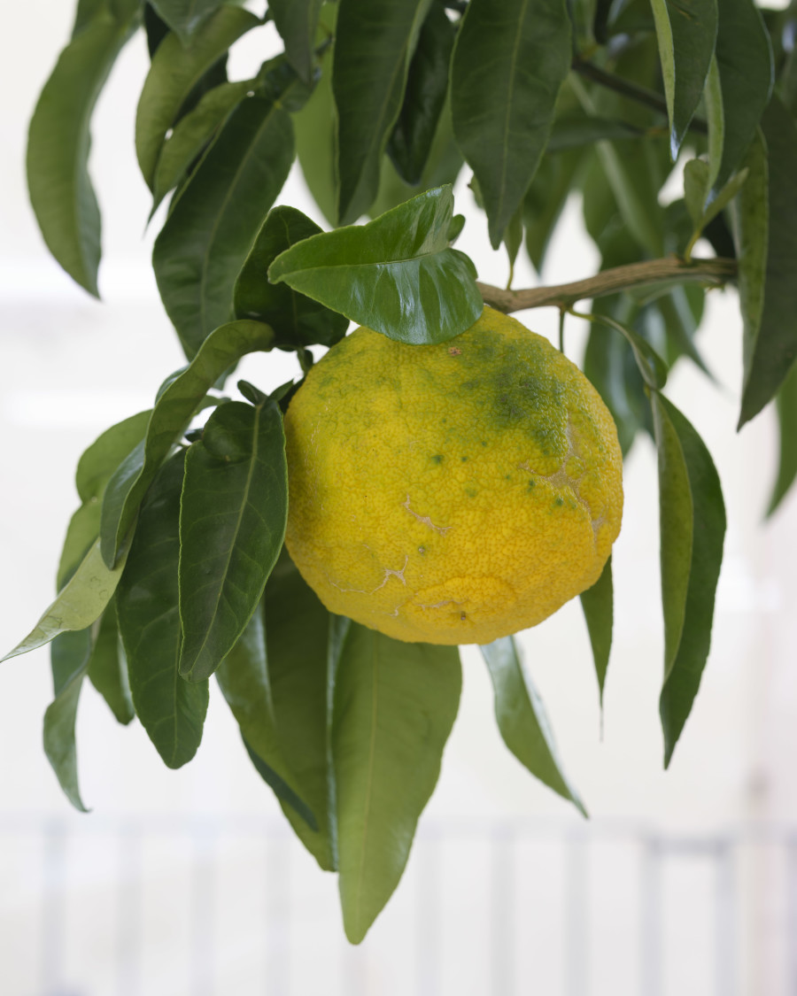 Julien Berberat, Merci le CAN de prendre soin des agrumes durant l’hiver 2025. Amicalement, Julien Berberat, 2025. Photo: S. Verdon