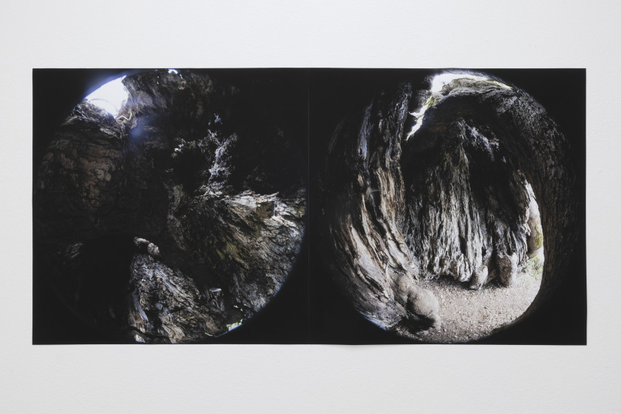Emanuel Rossetti, Tree (Jura), 2024. UltraChrome HDR ink on Enhanced Matte paper, mounted on linen, 110 x 220 cm. Emanuel Rossetti, Stimmung, installation view, Kunsthaus Glarus, 2024. Photo: Gina Folly. Courtesy of the artist, Karma International, Zurich and Jan Kaps, Cologne.