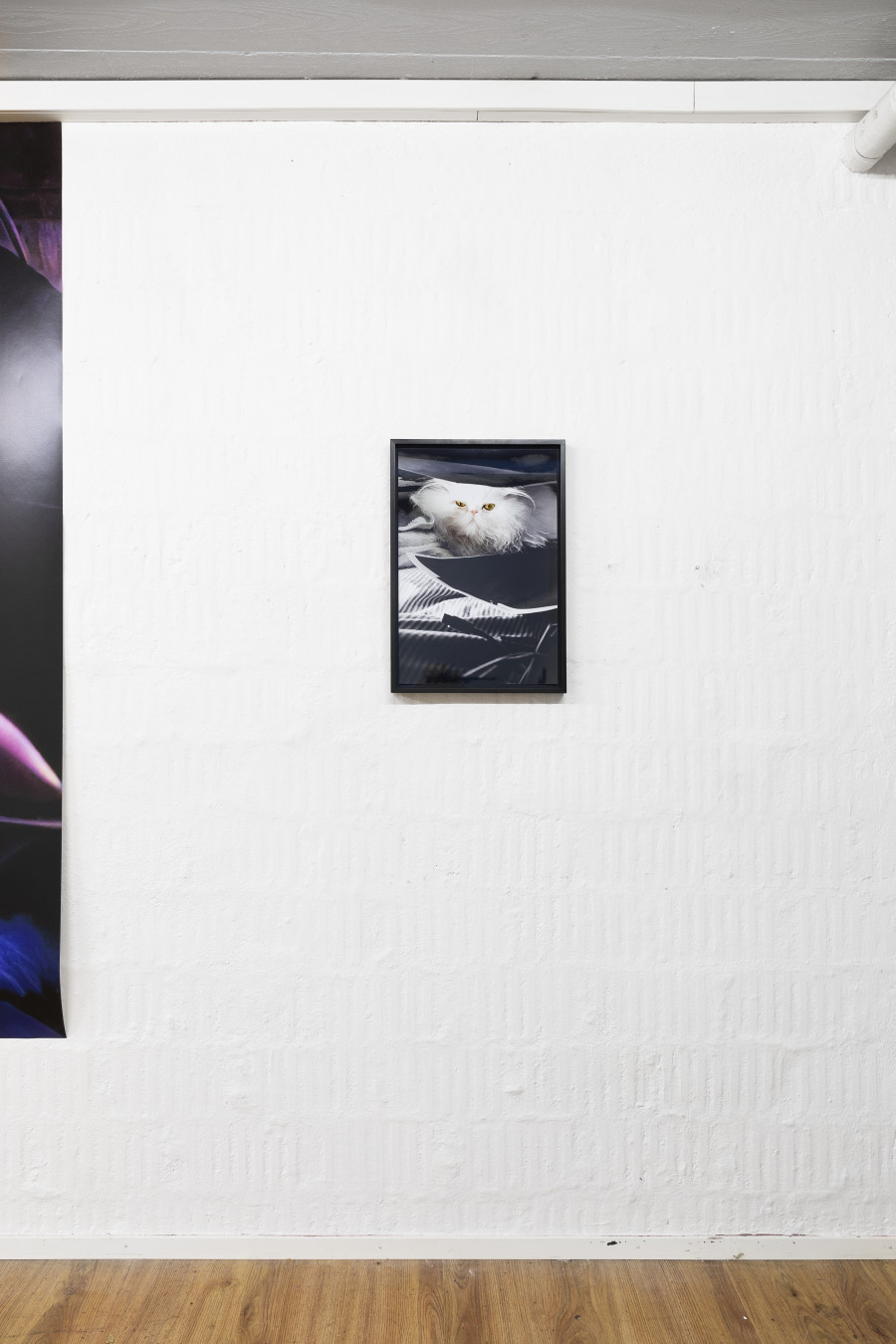 Installation view, Rob Kulisek, Nine Lives of Hermann Nitsch, Plymouth rock, 2023-2024.