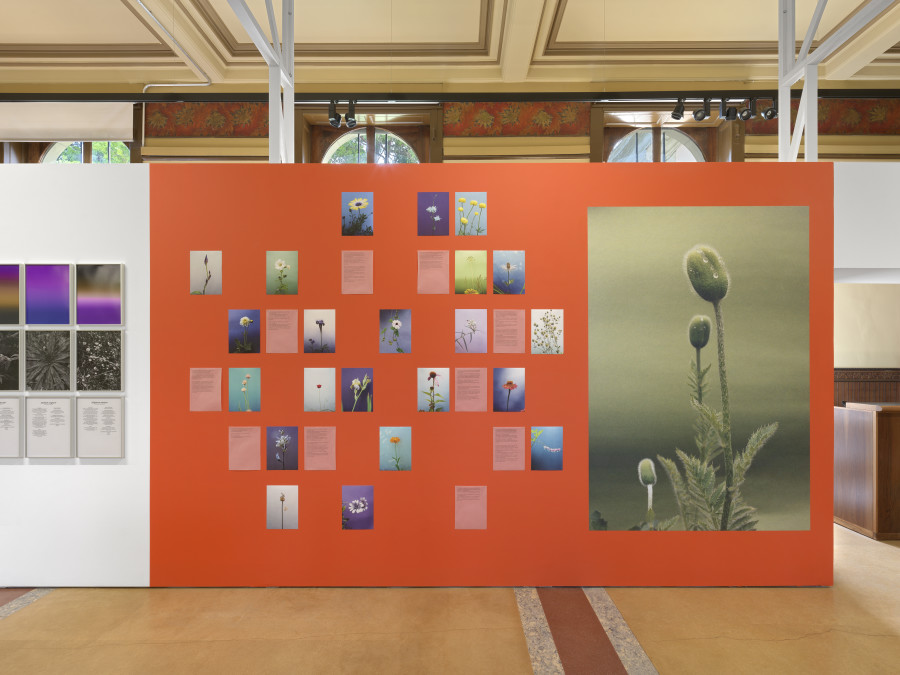 Installation view, Bruissements végétaux, Centre de la photographie Genève, 2025. Photo credit: Annnik Wetter