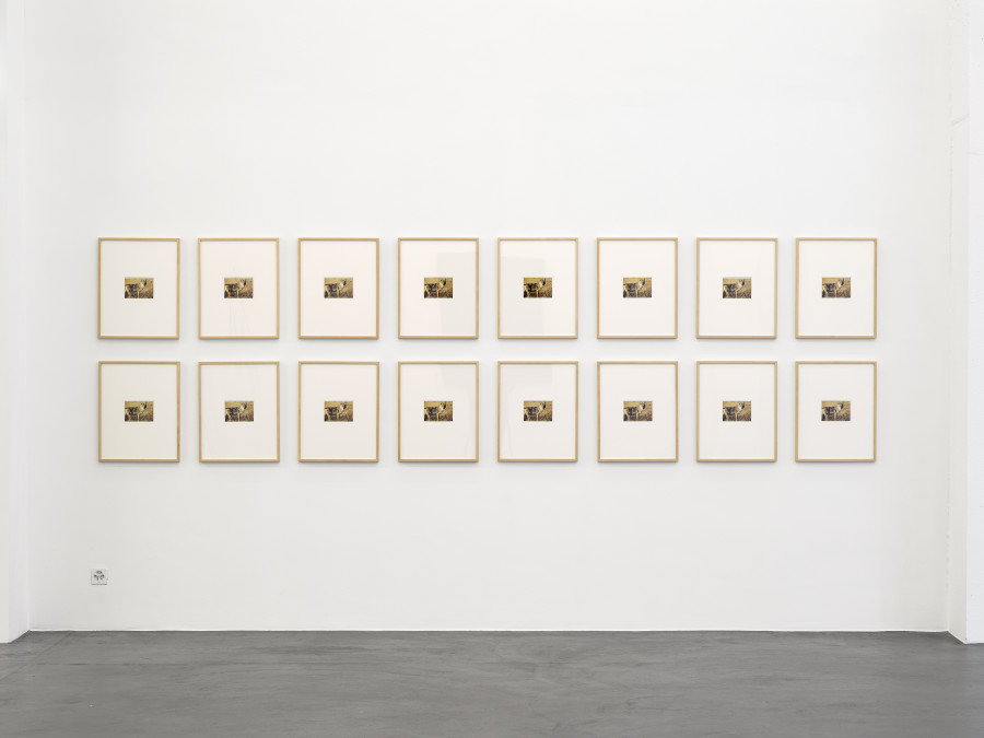 Sherrie Levine, Coyote Postcard Collage: 1–16, 1999, 16 individual postcards, framed, each 52.5 x 42 x 2.5 cm