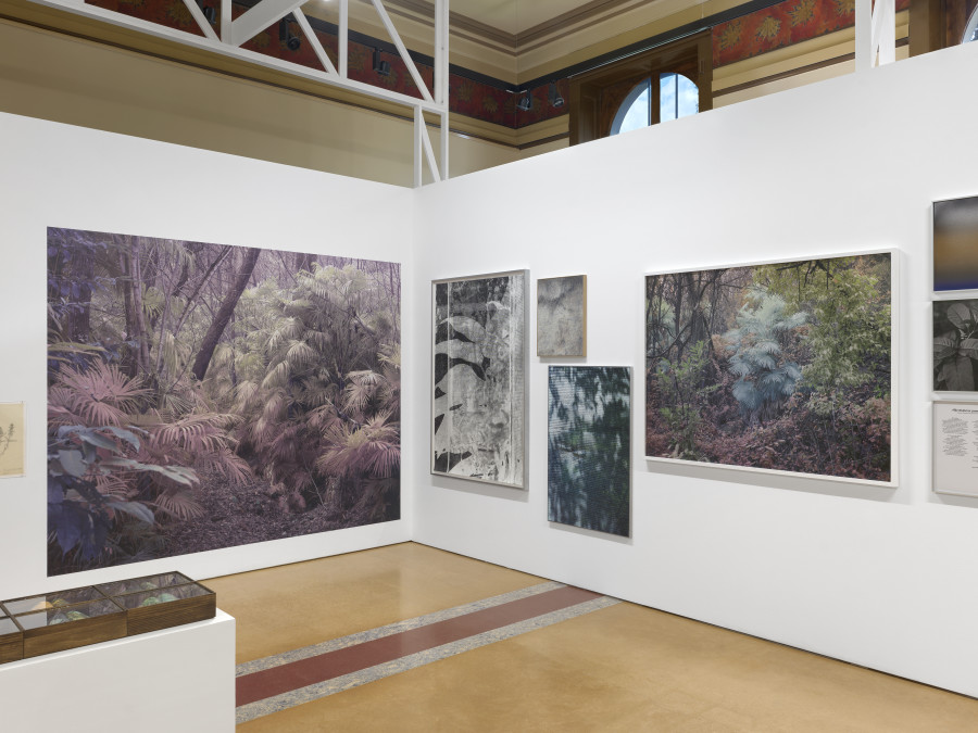 Installation view, Bruissements végétaux, Centre de la photographie Genève, 2025. Photo credit: Annnik Wetter