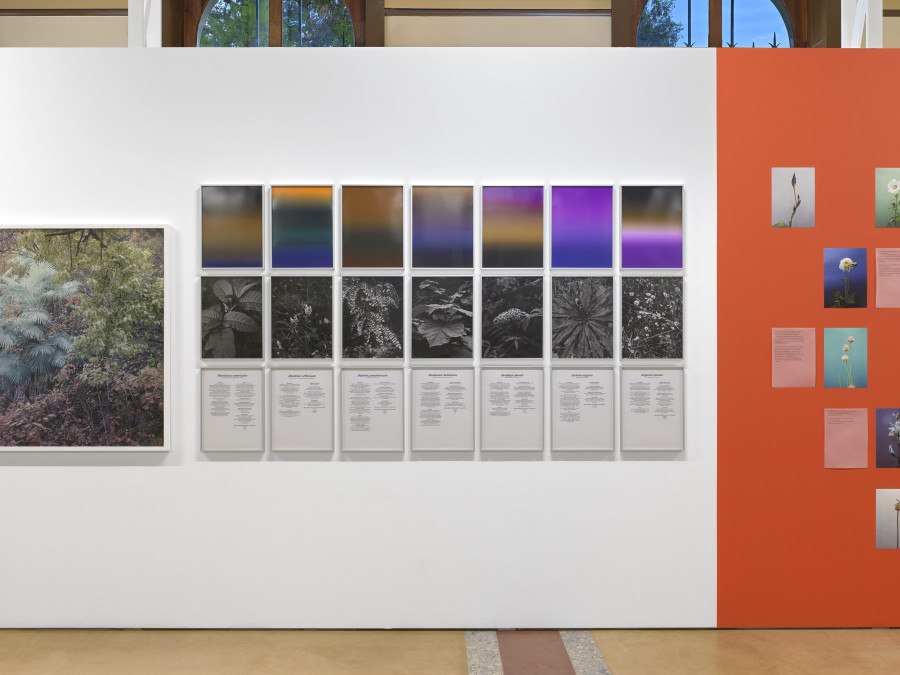 Installation view, Bruissements végétaux, Centre de la photographie Genève, 2025. Photo credit: Annnik Wetter
