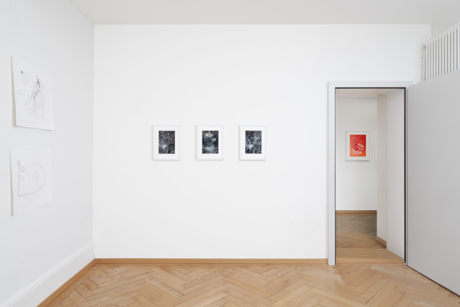 Exhibition view, Interwoven Existences, The Poetry of Nature, BELETAGE Art Space, 2025. Photo credit: Sebastian Stadler