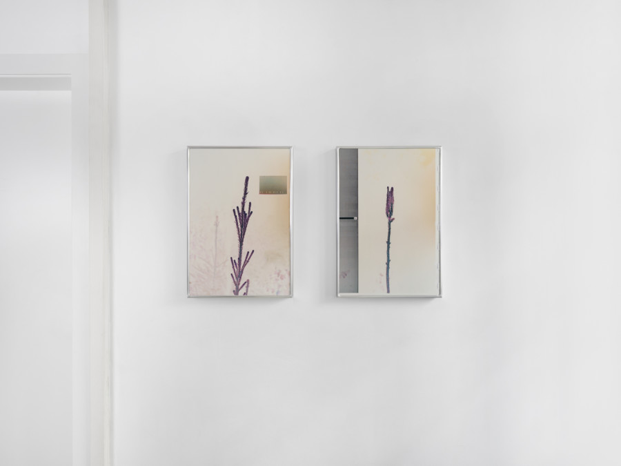 Exhibition view, Sebastian Stadler, Aqua Tuning, Galerie Heinzer Reszler, 2025. Courtesy of the artist and the gallery. Photo credit: Julien Gremaud