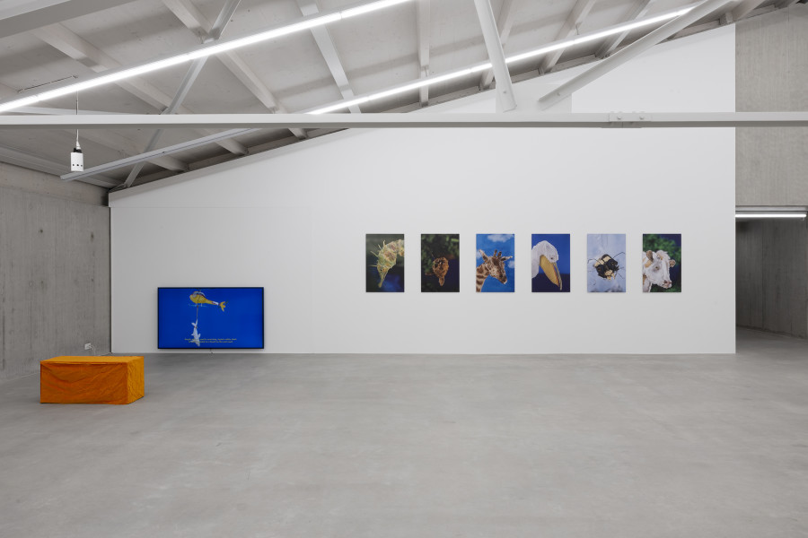 Vital Z‘Brun, Histoire sans lion, 2023; Jardin à la française, 2024. Courtesy the artist. Ausstellungsansicht / Installation view Kunsthaus Baselland 2024. Foto / Photo: Gina Folly