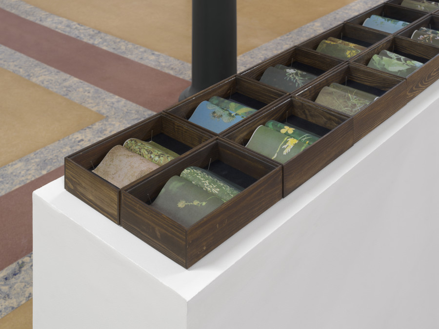 Installation view, Bruissements végétaux, Centre de la photographie Genève, 2025. Photo credit: Annnik Wetter