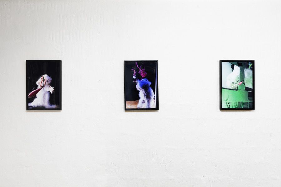 Installation view, Rob Kulisek, Nine Lives of Hermann Nitsch, Plymouth rock, 2023-2024.