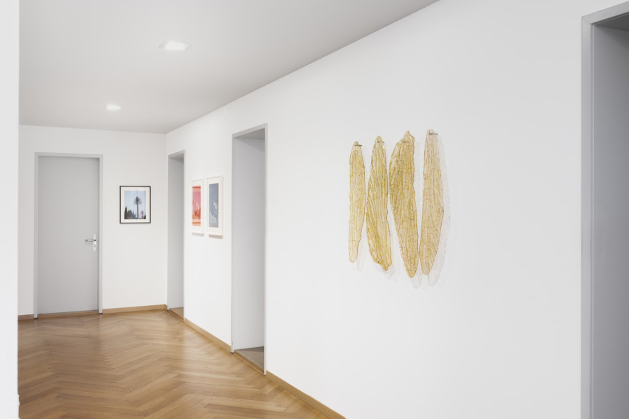 Exhibition view, Interwoven Existences, The Poetry of Nature, BELETAGE Art Space, 2025. Photo credit: Sebastian Stadler