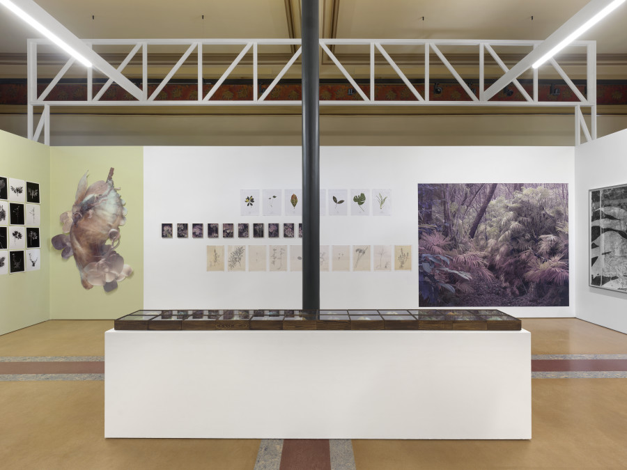 Installation view, Bruissements végétaux, Centre de la photographie Genève, 2025. Photo credit: Annnik Wetter