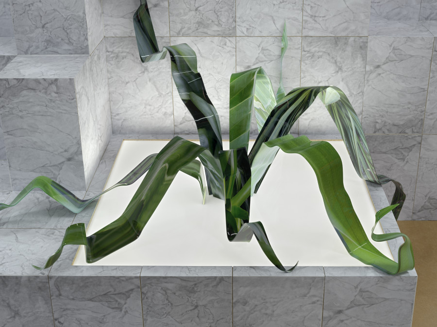 Installation view, Bruissements végétaux, Centre de la photographie Genève, 2025. Photo credit: Annnik Wetter