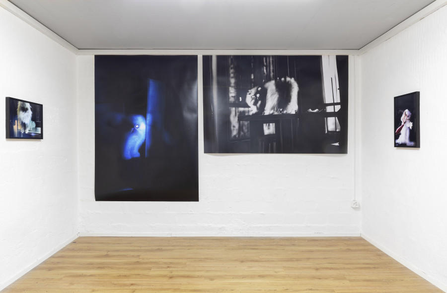 Installation view, Rob Kulisek, Nine Lives of Hermann Nitsch, Plymouth rock, 2023-2024.