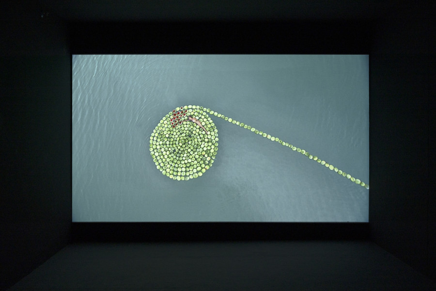 Sigalit Landau, Salted Lake, 2011, Video, 11 min. 5 sec. Courtesy the artist. Installation view Kunsthaus Baselland 2023. Photo: Gina Folly